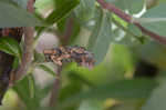 Prairie willow